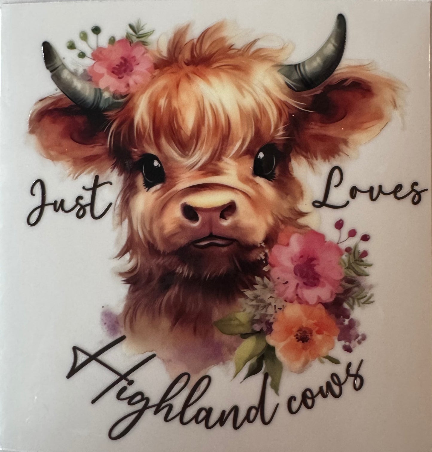Just loves Highland Cows