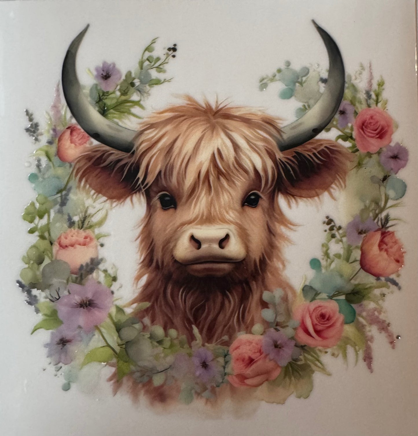 Highland Cow #4