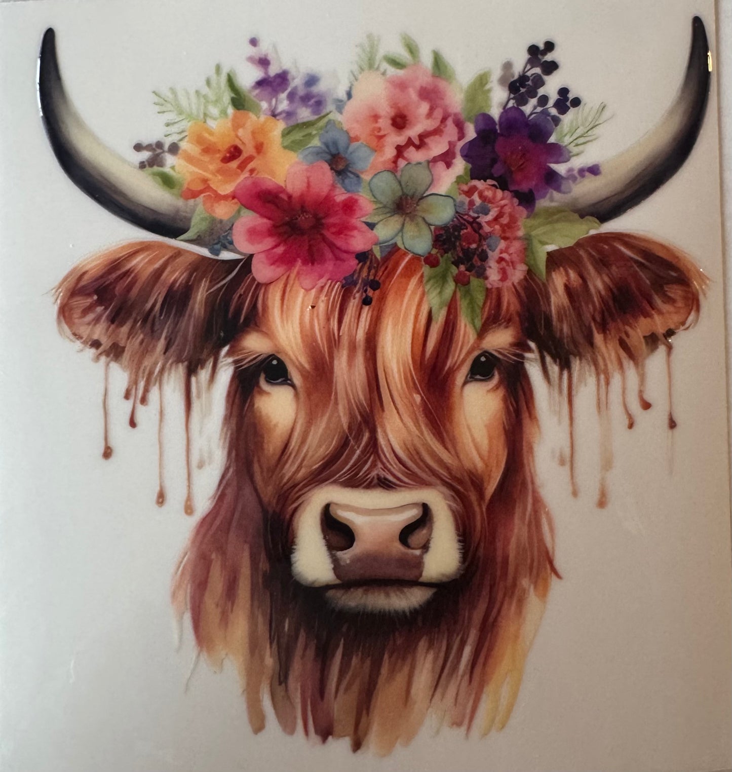 Highland Cow #5