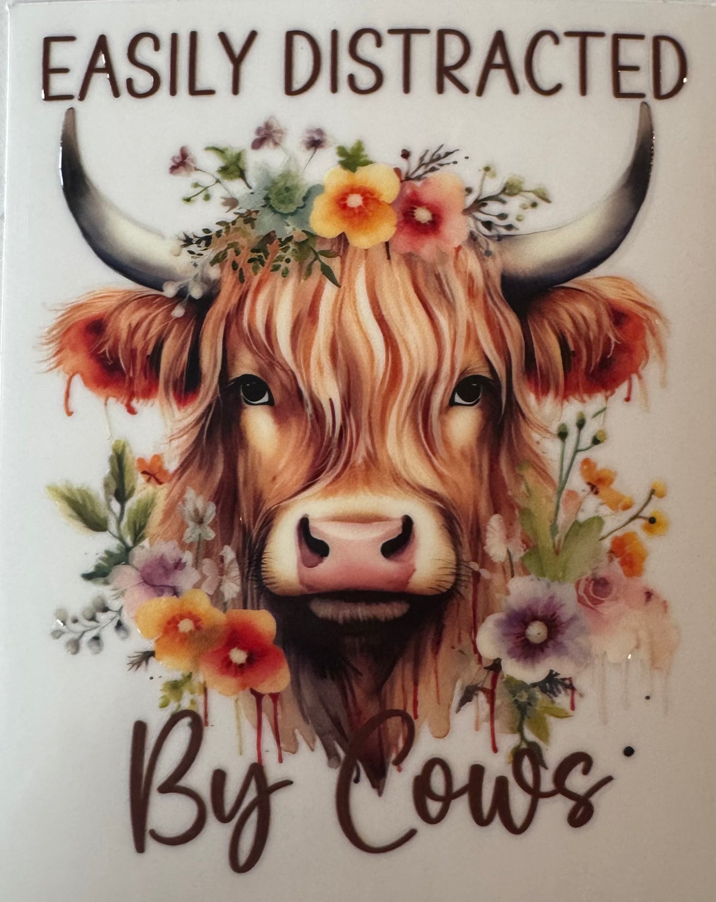 Easily distracted by cows