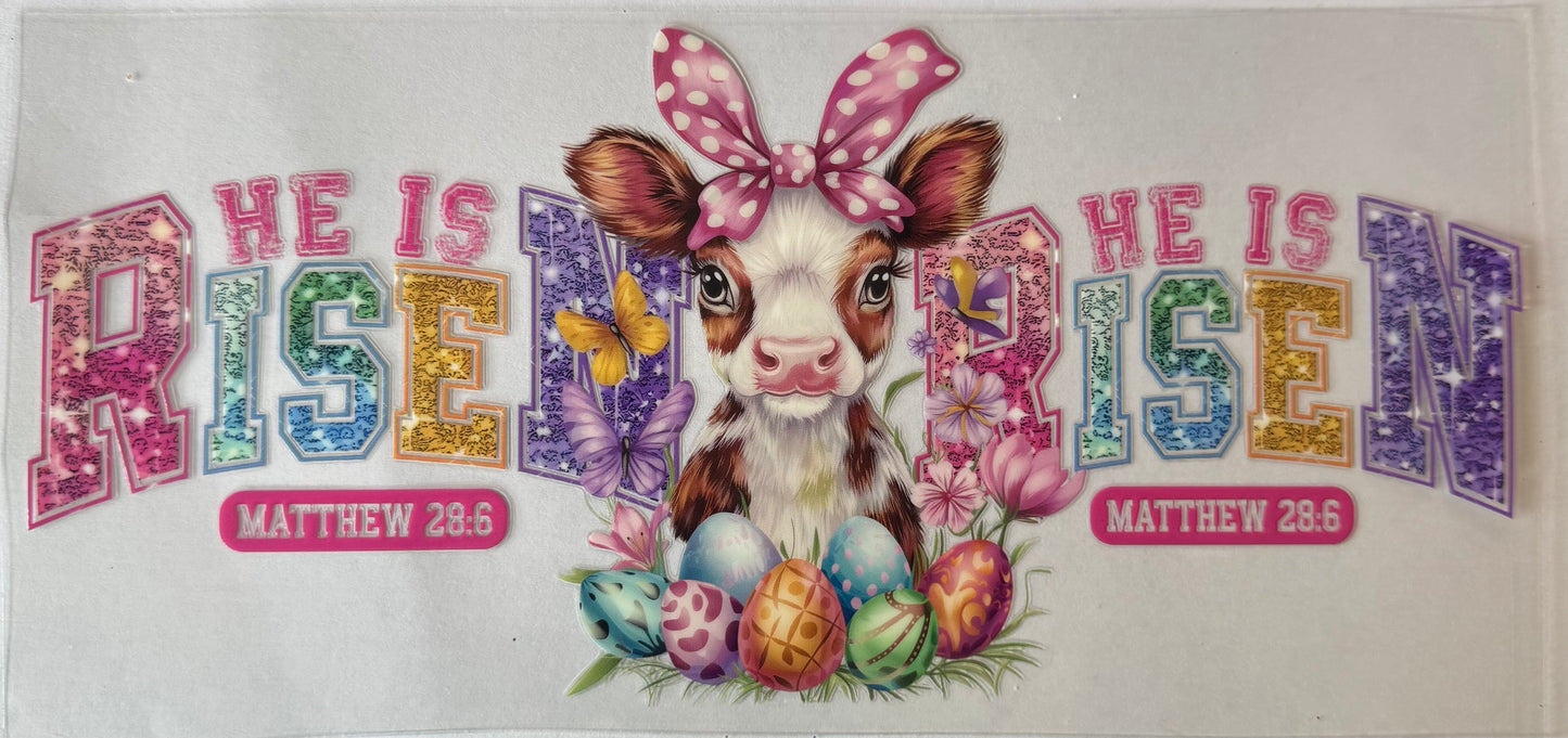 He is Risen cow