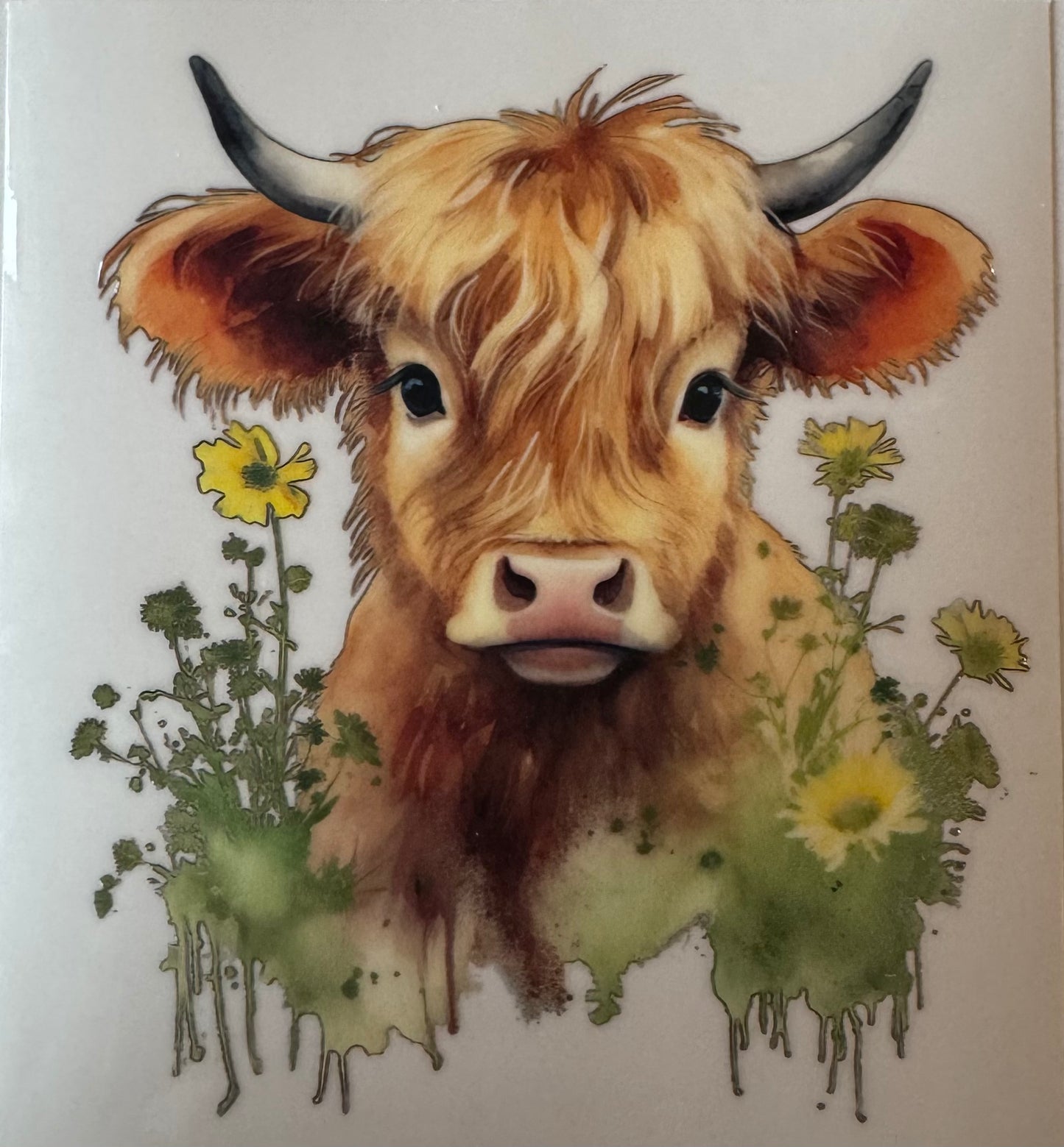 Highland Cow #1