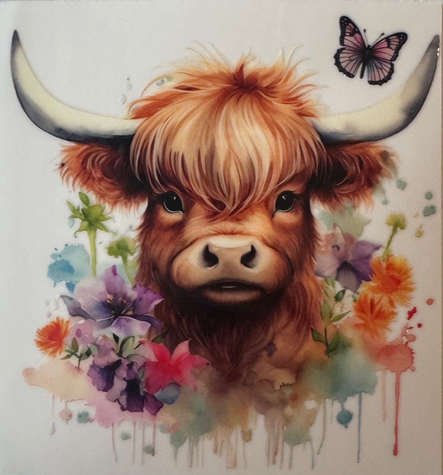 Highland Cow #3