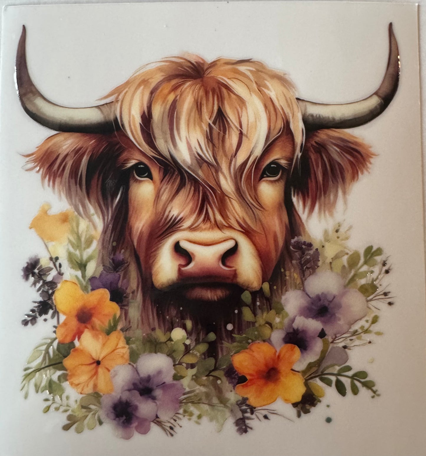Highland Cow #2