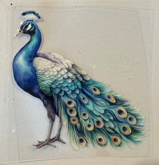 Peacock