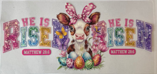 He is Risen cow