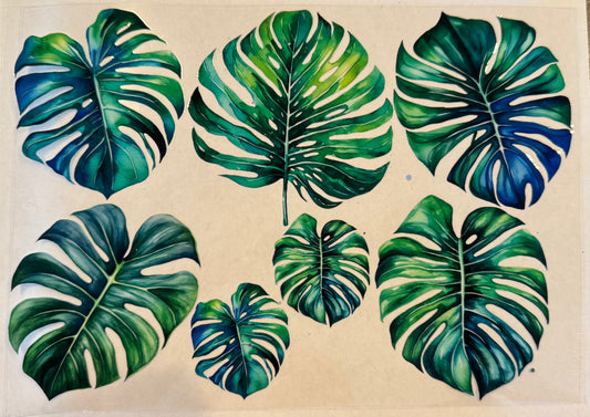 Monstera
