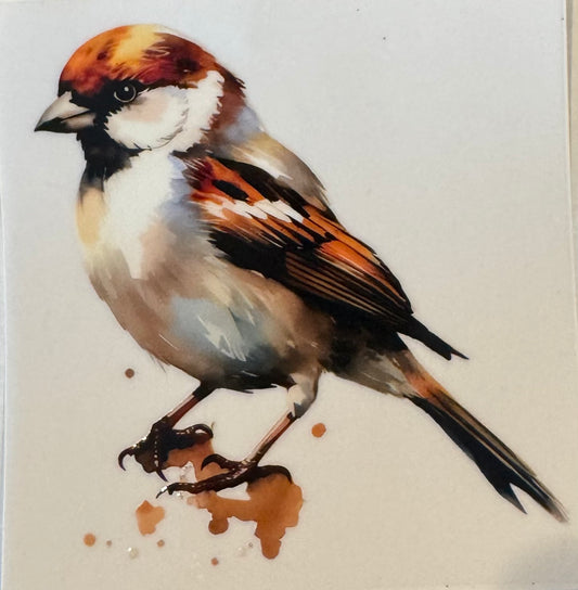 Sparrow